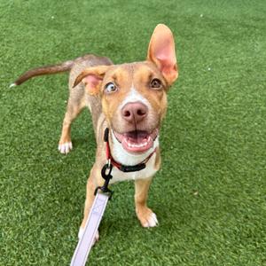 A happy brown and white dog with large ears standing on green artificial grass, wearing a collar and leash.