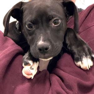 Polar Bear, Mixed Breed (Medium), available for adoption