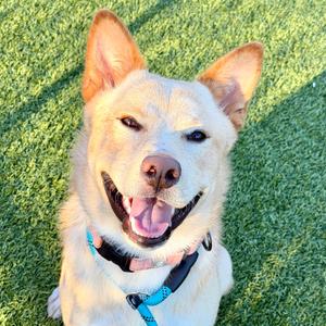 Dingo, Mixed Breed (Medium), adult, available for adoption