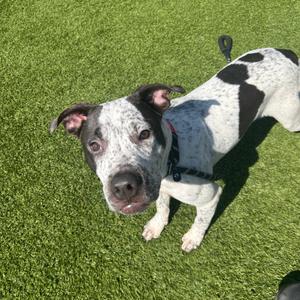 Gideon, Mixed Breed (Medium), young, available for adoption