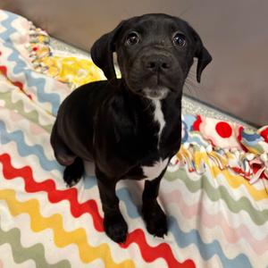 Corkscrew, Mixed Breed (Medium), available for adoption