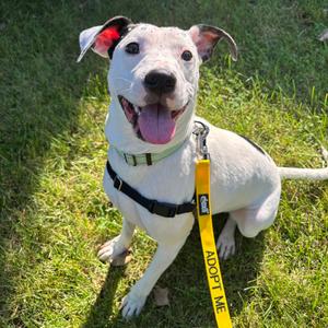 Robert, Mixed Breed (Medium), adult, available for adoption