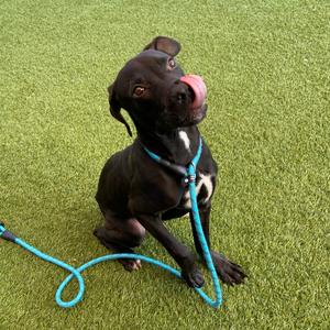 Chewy, Mixed Breed (Medium), young, available for adoption