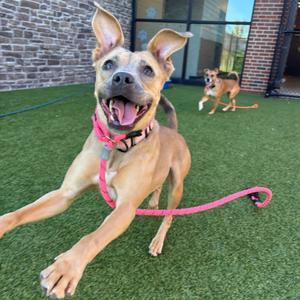 A happy dog with a pink leash running on a green turf field.