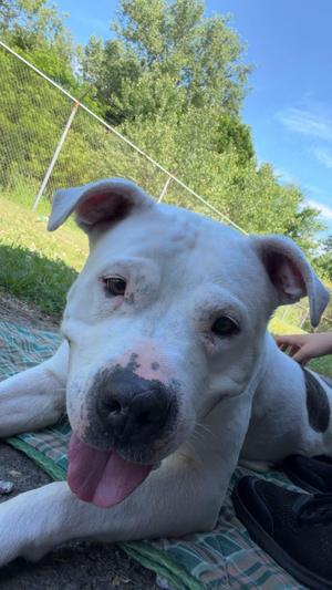 Khalessi, Staffordshire Bull Terrier, adult, available for adoption