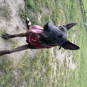 A black dog with its tongue out, wearing a red bandana, standing on grass.