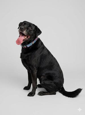 A black dog sitting with its tongue out, wearing a colorful collar.
