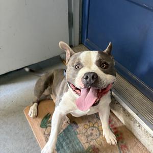 Rylo, American Bulldog, young, available for adoption