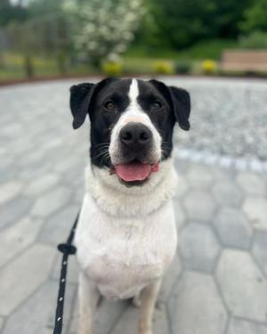 Hugo, Black Labrador Retriever / Caucasian Sheepdog / Caucasian Ovtcharka, adult, available for adoption