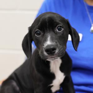 A black and white puppy with floppy ears and a white chest patch, sitting in front of a person wearing a blue shirt.