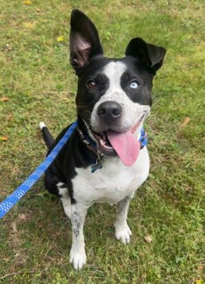 Casey, Border Collie Mix, adult, available for adoption