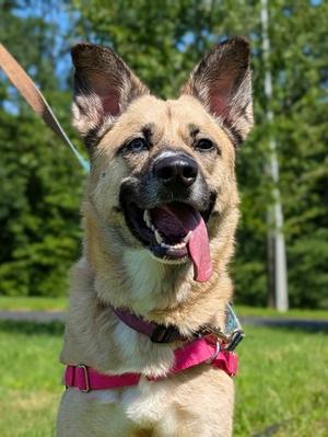 Missandei, Siberian Husky Mix, adult, available for adoption