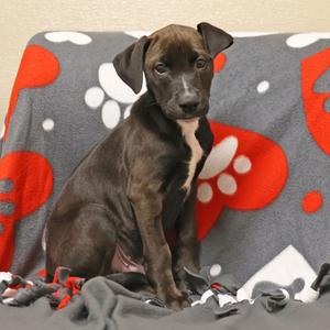 Clumsy, American Pit Bull Terrier Mix, puppy, available for adoption