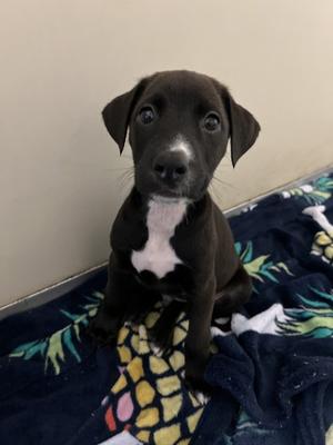 Brainy, American Pit Bull Terrier Mix, puppy, available for adoption