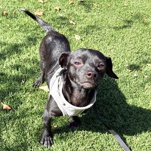 Bitsy (bonded with Itsy 83568), Chihuahua, young, available for adoption