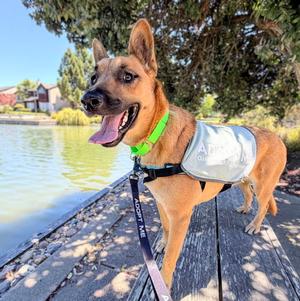 Adelia, German Shepherd Dog, young, available for adoption