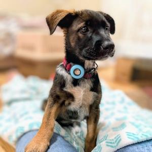 Bonnet, German Shepherd Dog, puppy, available for adoption