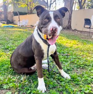 Falcao, American Pit Bull Terrier, young, available for adoption