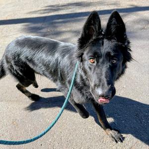 Esmeray, German Shepherd Dog, young, available for adoption