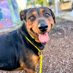 Elena, Rottweiler / Doberman Pinscher, young, available for adoption