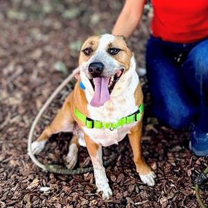 Archie, adult, available for adoption