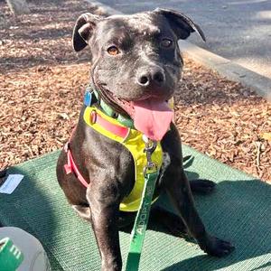 Griffin, Pit Bull Terrier, young, available for adoption