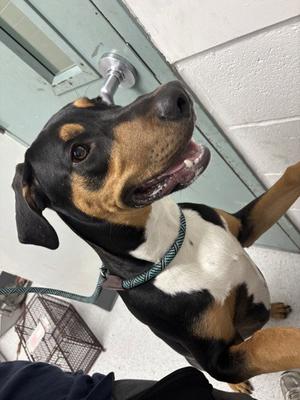 Auggie, Doberman Pinscher, young, available for adoption