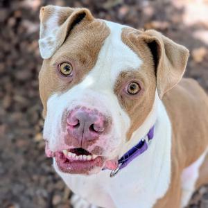 Belden, Pit Bull Terrier, young, available for adoption
