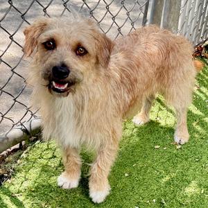 Clarence, Terrier, young, available for adoption