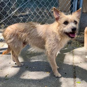 Bubby, Terrier, young, available for adoption