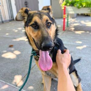 Bellamy, German Shepherd Dog, puppy, available for adoption