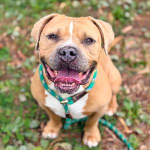 A happy brown and white dog with a green collar sitting on grass.