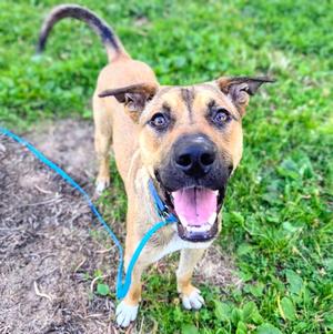 Carmel, Pit Bull Terrier, young, available for adoption