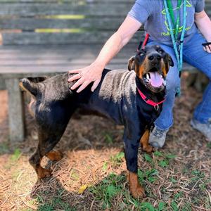 Adam, Doberman Pinscher, adult, available for adoption