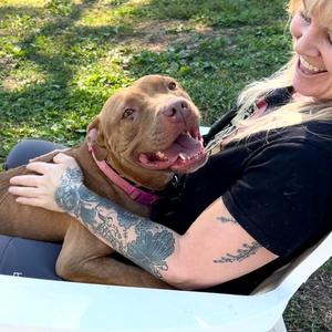 Harley, American Pit Bull Terrier, adult, available for adoption