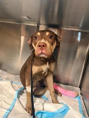 Eva, puppy, available for adoption