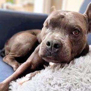 Almondie, American Pit Bull Terrier, senior, available for adoption