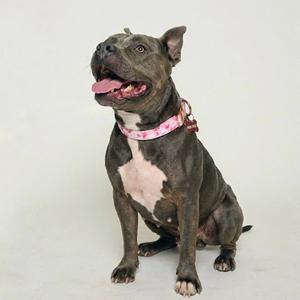 Almondie, American Pit Bull Terrier, senior, available for adoption