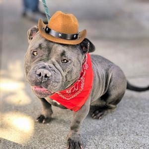 Abby, American Bulldog, adult, available for adoption