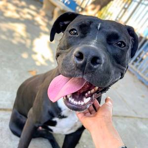 Harper, American Pit Bull Terrier, young, available for adoption