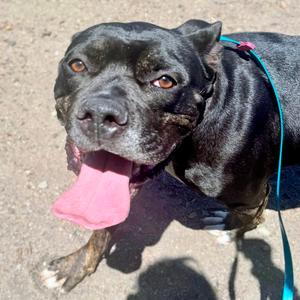 Beeboo, Cane Corso Mastiff / American Pit Bull Terrier, young, available for adoption