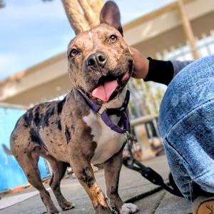 Fontana, Pit Bull Terrier, young, available for adoption