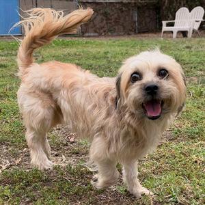 A small, fluffy dog with a light brown coat is standing on a grassy lawn. The dog has a happy expression with its mouth open and tongue out, and its tail is raised. In the background, there is a white plastic chair and a stone wall.