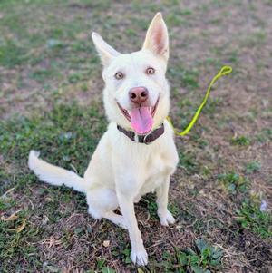 A white dog with a brown collar and a yellow leash sitting on grass.