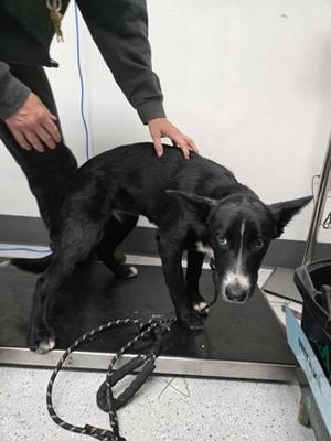 Cleo, German Shepherd Dog, puppy, available for adoption
