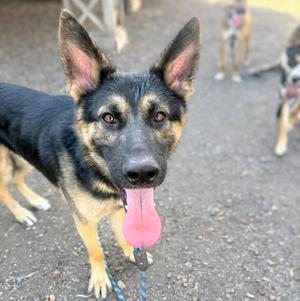Basil, German Shepherd Dog, young, available for adoption