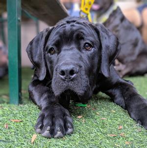 Bruce, Mastiff, puppy, available for adoption