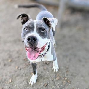 A happy gray and white dog with floppy ears and a pink tongue sticking out, standing on a dirt ground.