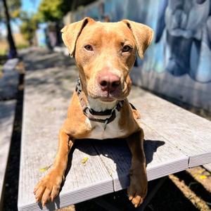Brandon, American Pit Bull Terrier, young, available for adoption
