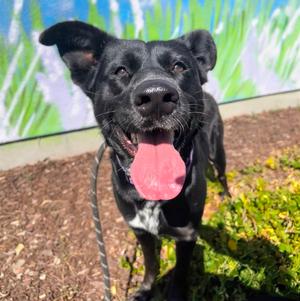Caviar, Shepherd, young, available for adoption
